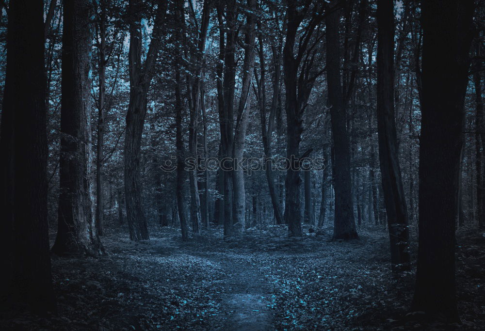 Similar – Image, Stock Photo dark hedges Environment