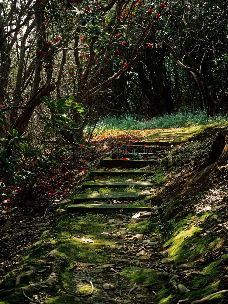 Similar – Image, Stock Photo Monks walking in woods