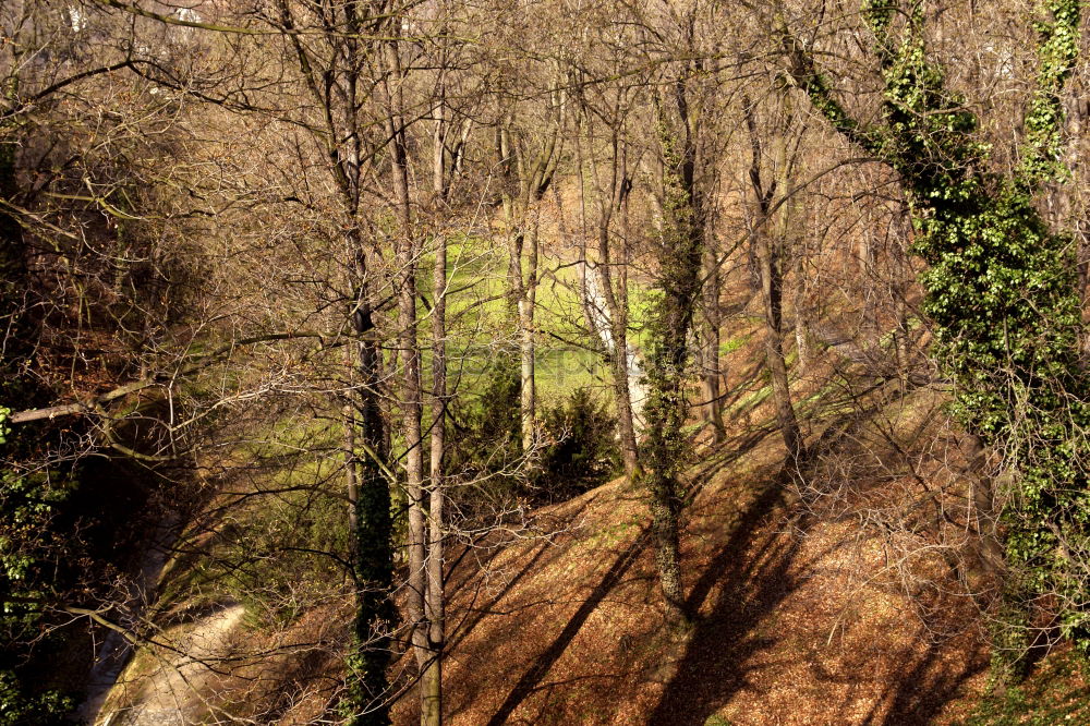 Similar – Image, Stock Photo forest path Well-being