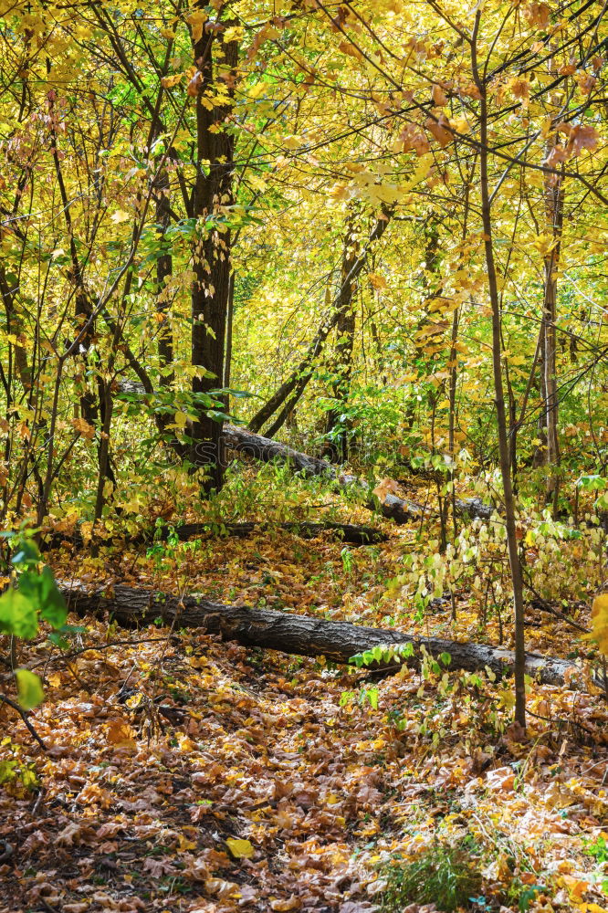 Similar – Image, Stock Photo tree felling