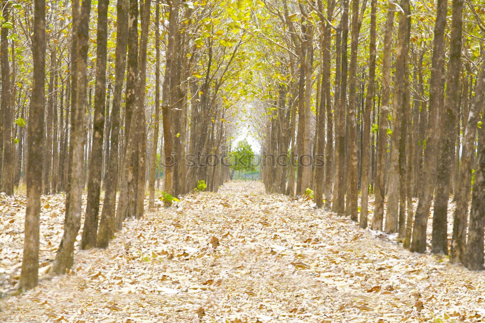 Similar – Autumn avenue. Art