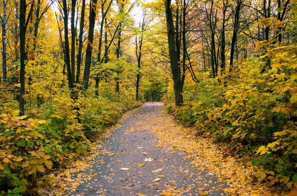 Similar – walking path in autumn golden forest