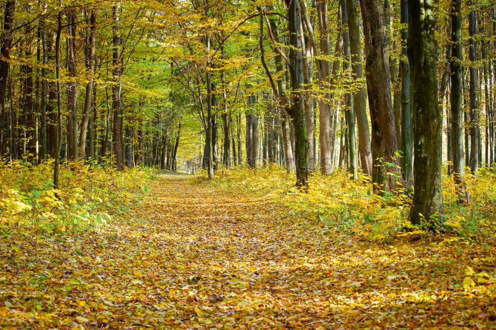 Similar – forest path Life