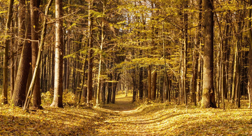 deer doe in autumn forest