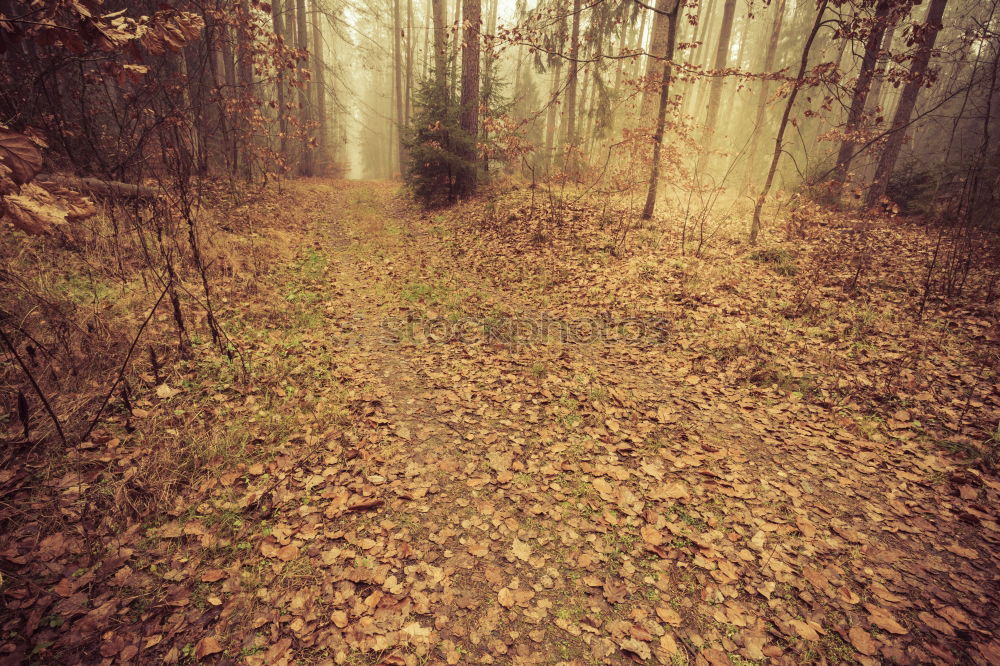 Similar – Image, Stock Photo The Trench Environment