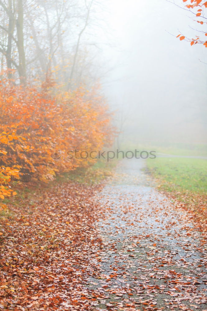 Similar – Fog in the autumn forest