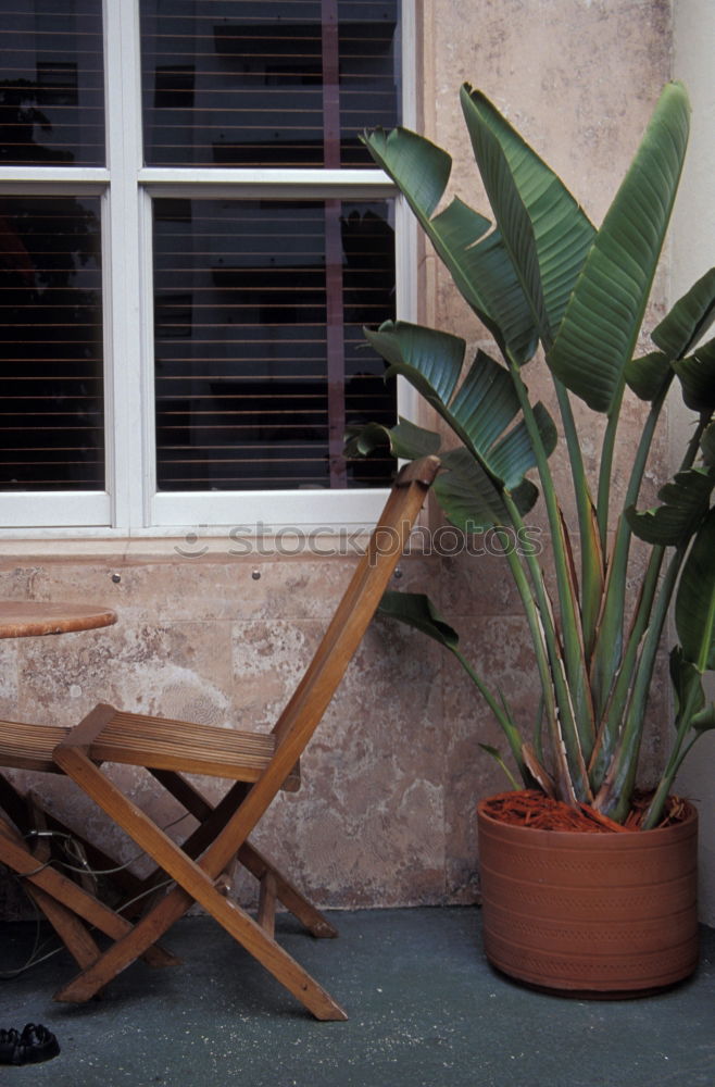 Similar – Foto Bild Idylle Sommer Tier Katze 1
