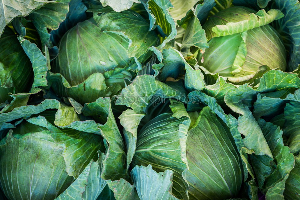 Similar – Cabbage 2 Leaf