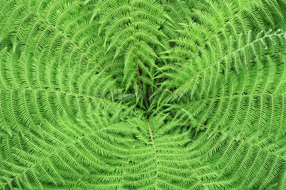 Similar – Fern Plants Pteridopsida