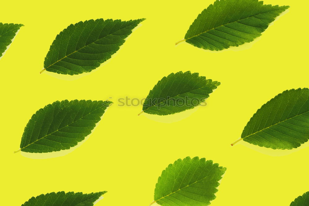 Similar – Image, Stock Photo Creative layout made of green leaves. Flat lay. Nature concept