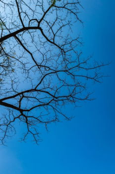 Similar – Image, Stock Photo Frost Winter Branch