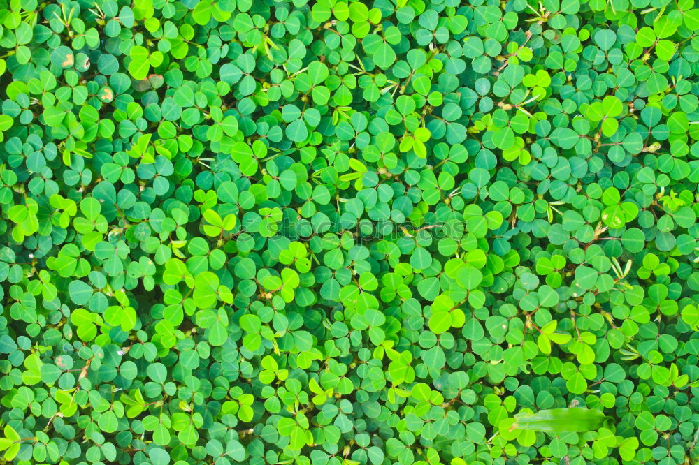 Similar – Green as clover