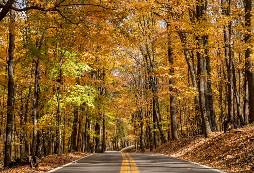 Similar – Image, Stock Photo autumn street Environment