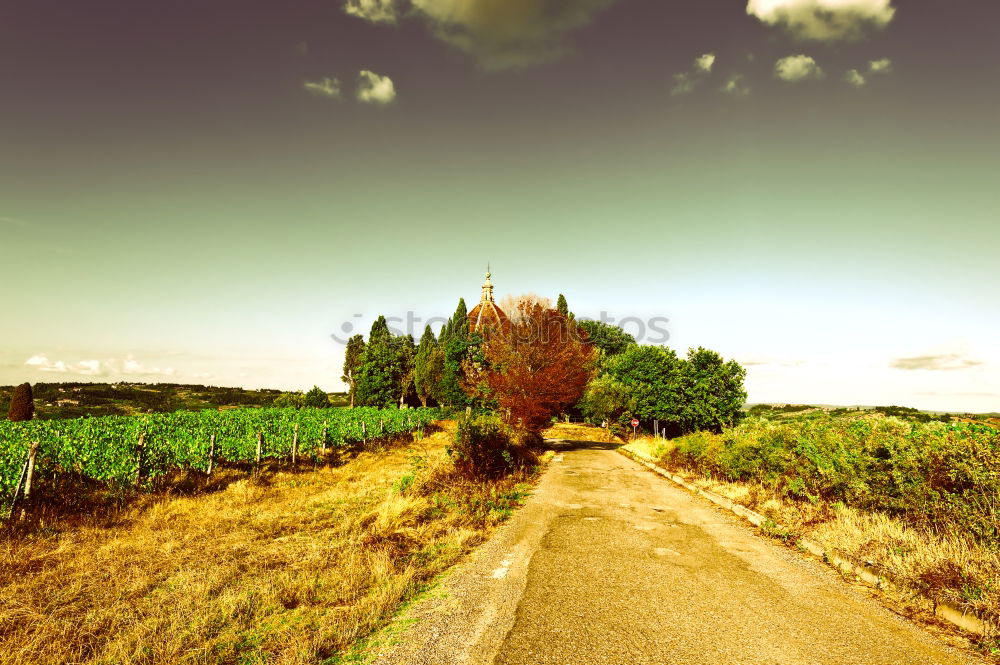 Wine plantation of a monastery at the Mediterranean Sea