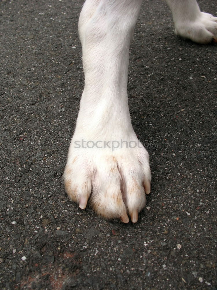 Similar – Paw way! Grass Roadside