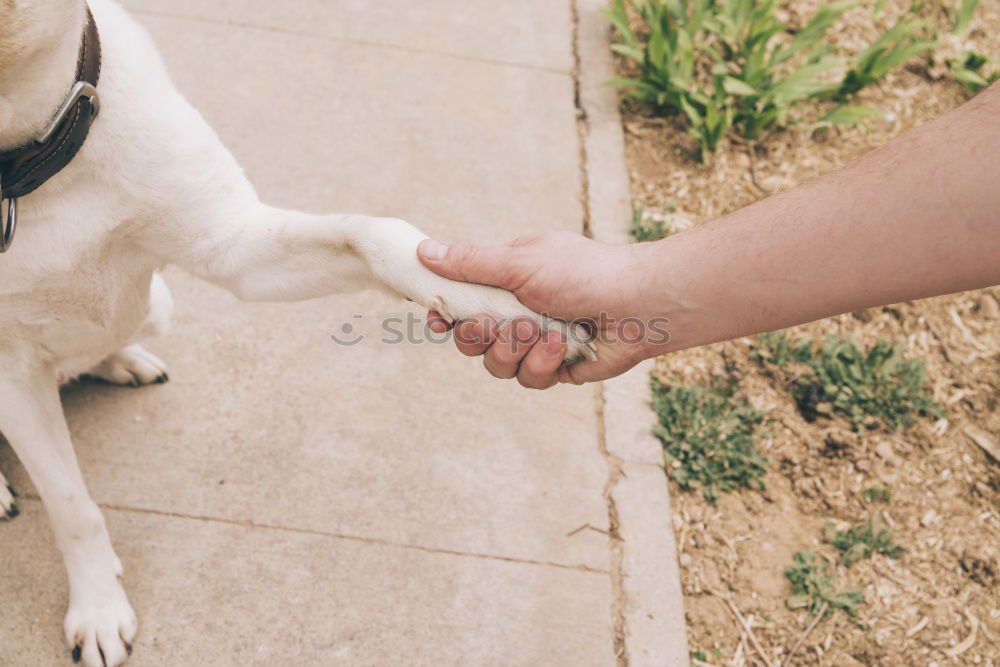 Similar – Cute puppy an his owner at the beach