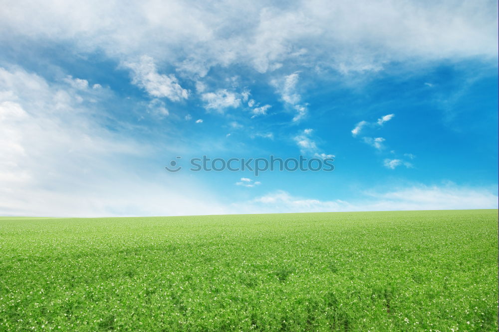 Similar – Image, Stock Photo wheat wind Wheat Field