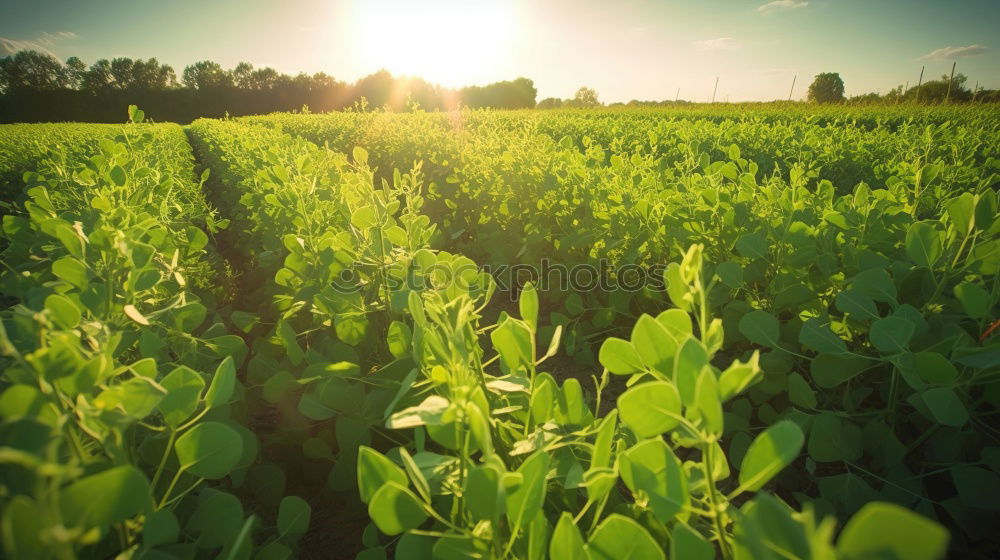 Similar – Image, Stock Photo celery Food Vegetable