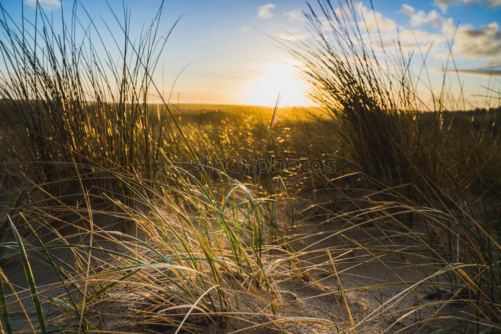 Similar – Image, Stock Photo late summer Environment