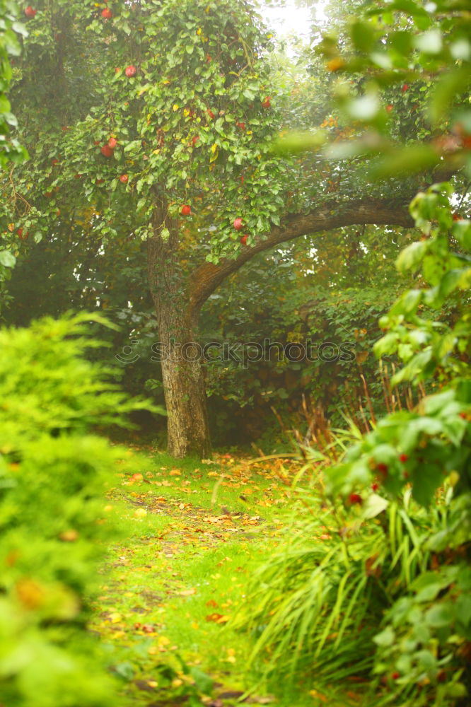 Similar – Image, Stock Photo Garden again Garden plot