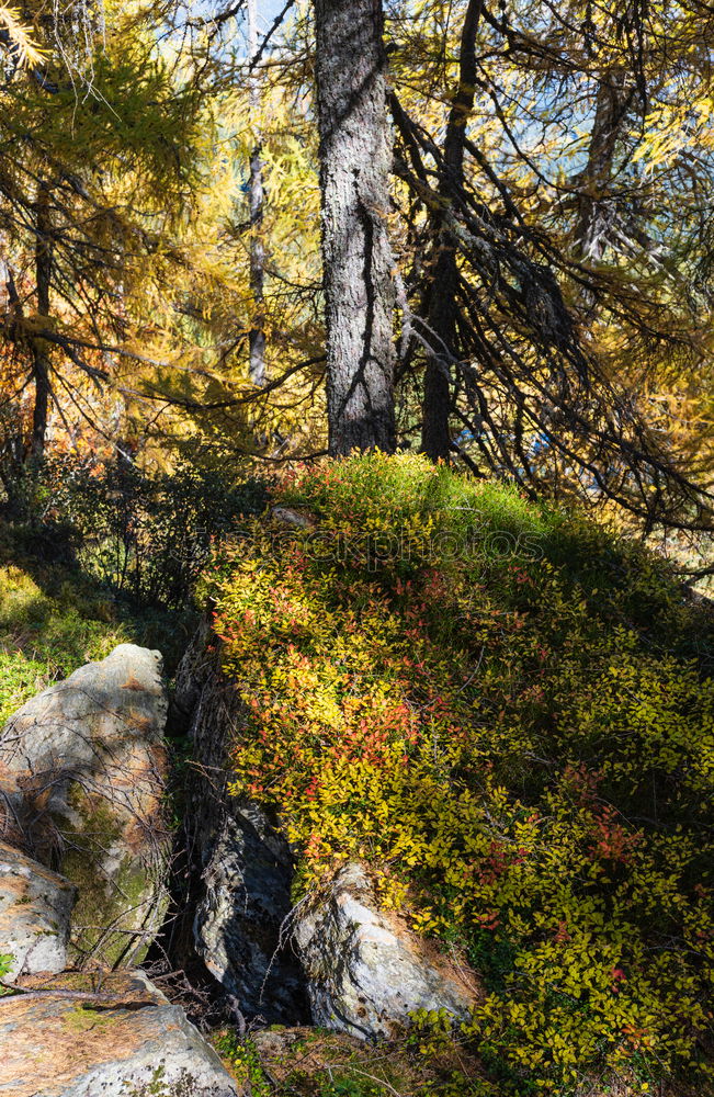 Similar – Big rock with moss growing