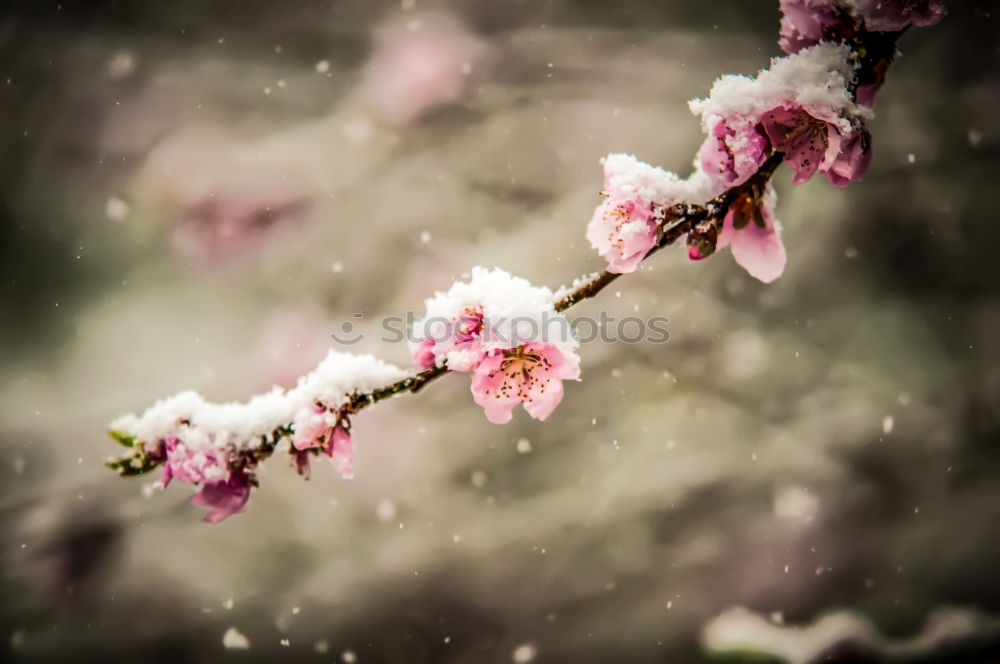 Similar – Image, Stock Photo cherry blossom 3