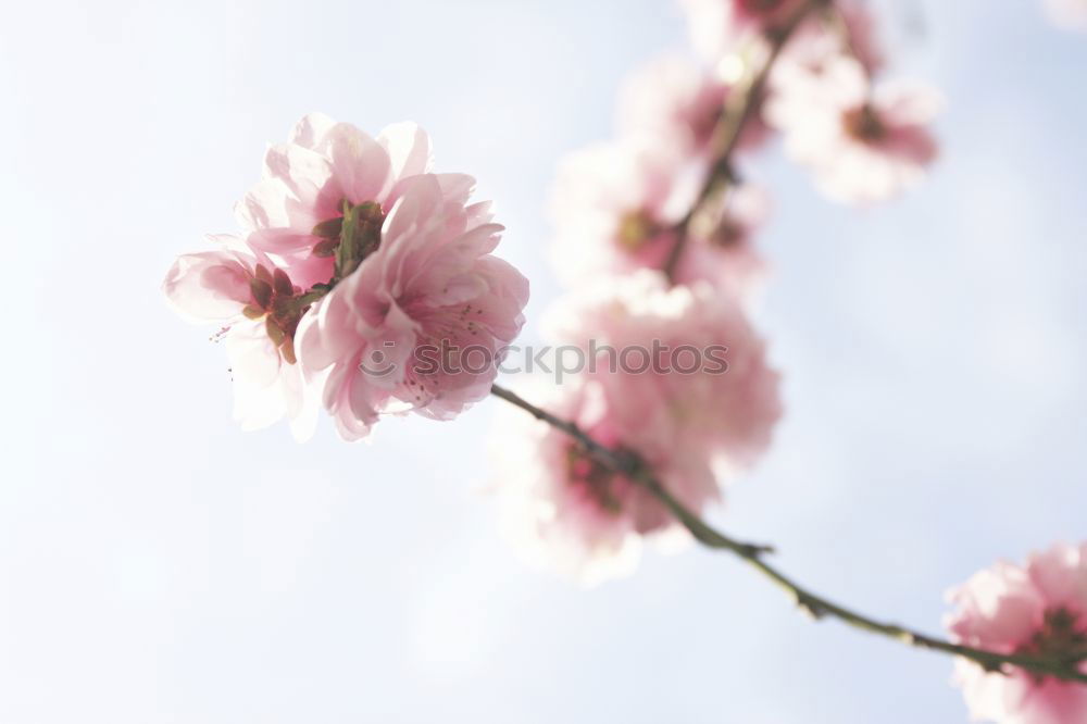 Similar – Image, Stock Photo Magnolia Tree No.2