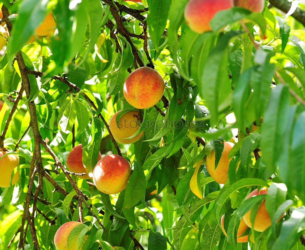 Similar – ripe mirabelles