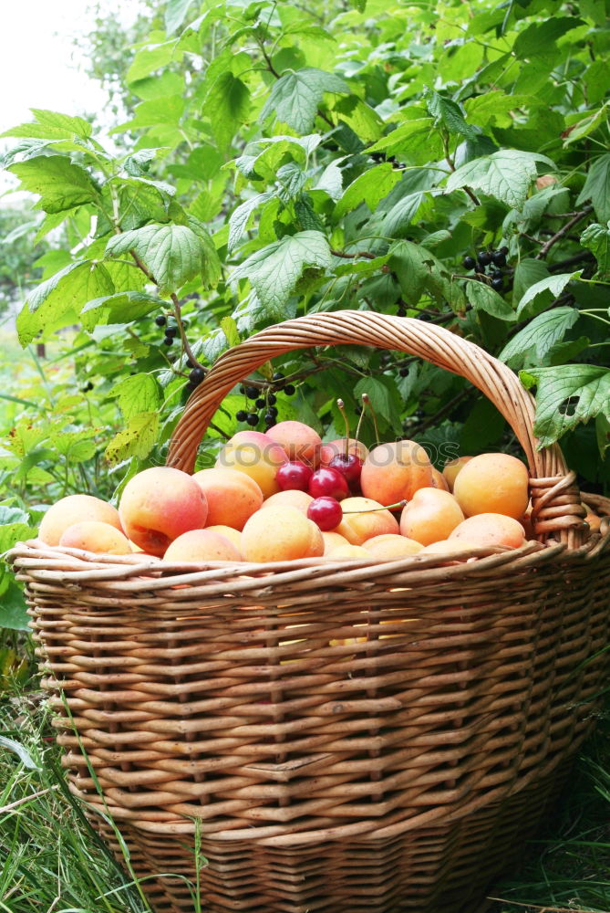 Similar – Image, Stock Photo freshly picked apple with stalk and leaves lies in the wet grass, in the background a wicker basket with many apples