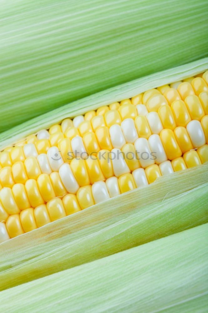 Similar – Image, Stock Photo Analog maize Food