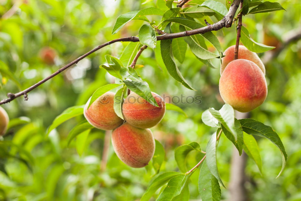 Similar – Image, Stock Photo Apples hanging from the tree