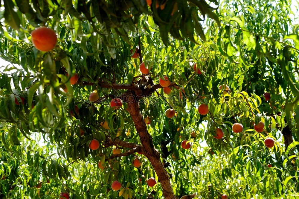 Similar – Foto Bild leuchtend rot Baum