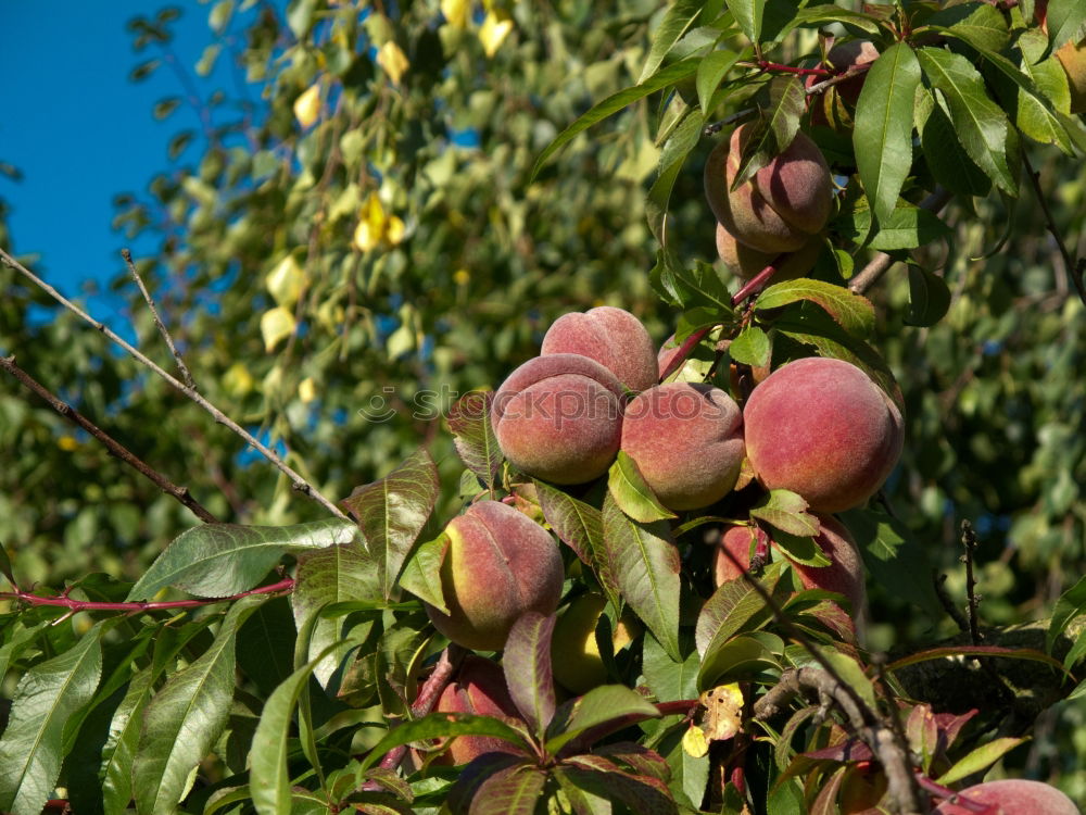 Similar – apple trio 3 Red Green