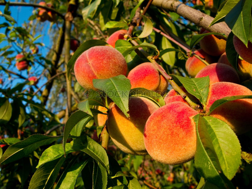 Similar – FRUITS Nature Delicious