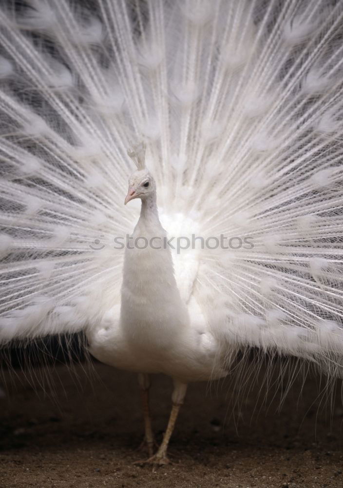 Similar – white Animal Bird 1