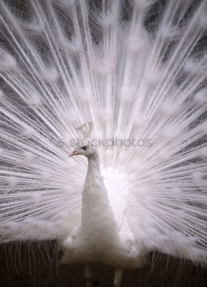 Similar – white Animal Bird 1