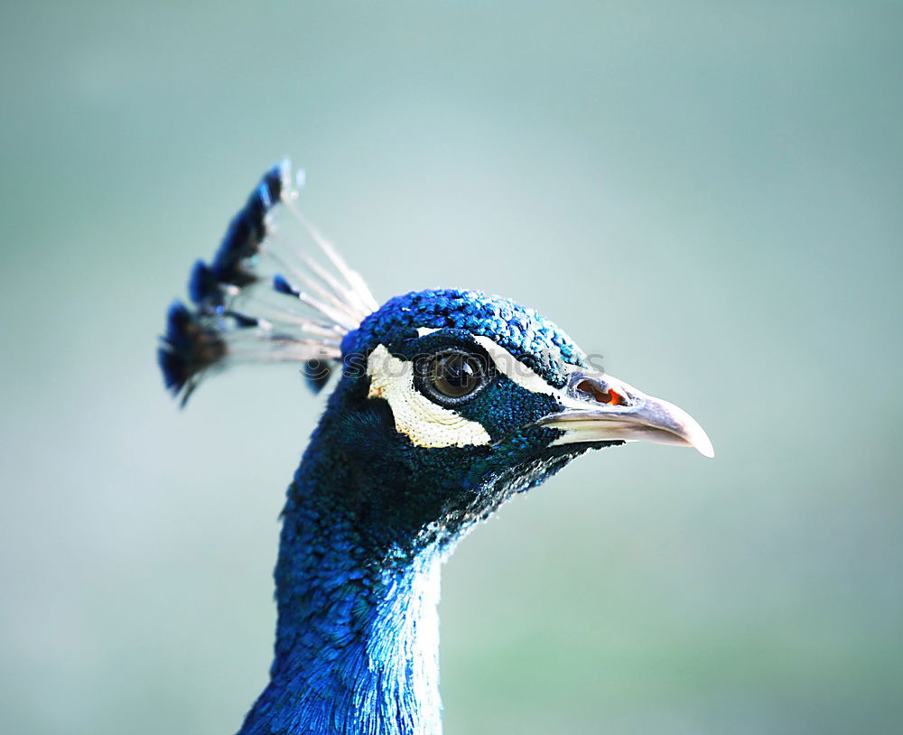 Similar – Image, Stock Photo peacock Animal Bird 1