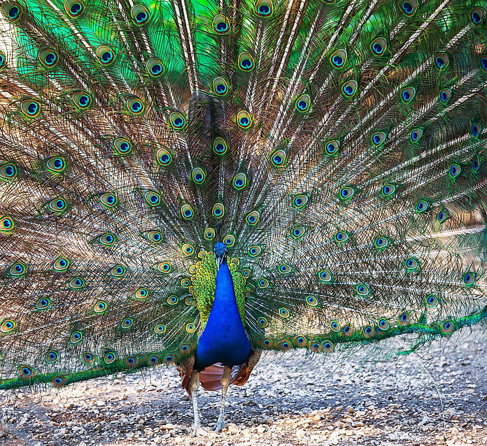 Similar – Foto Bild Schönheit in Blau Pfau