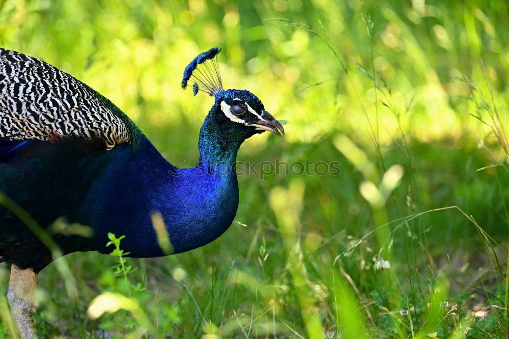 Similar – Image, Stock Photo Peacock male Elegant