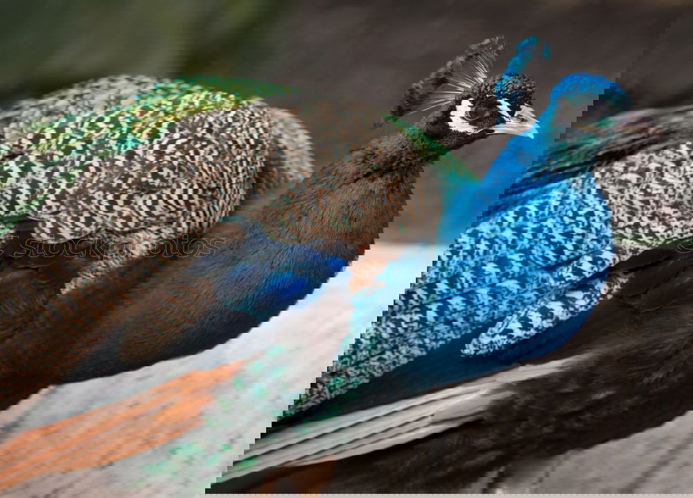 Image, Stock Photo blue Beautiful Animal