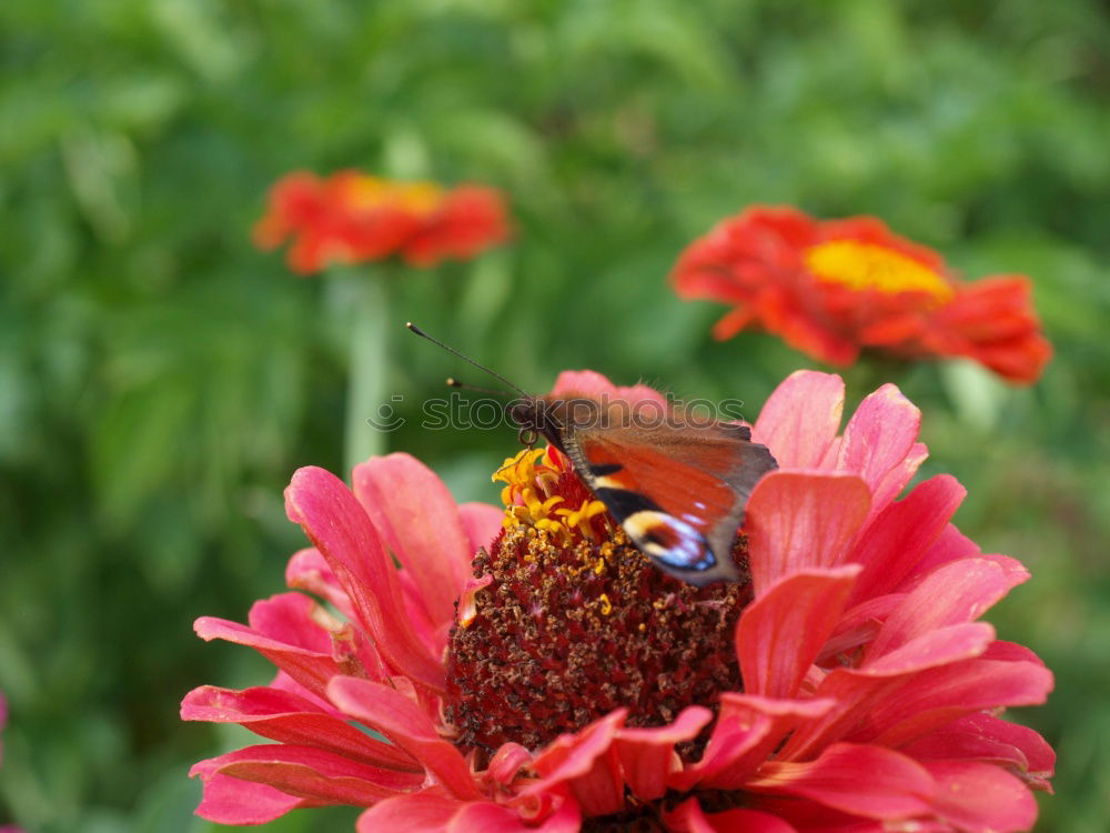 Similar – departure Bee Honey bee