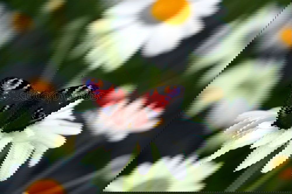 Similar – Foto Bild summ summ summ bienchen summ herum