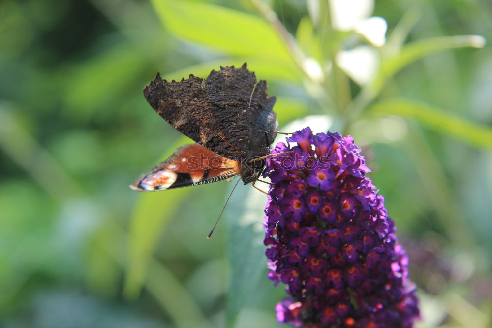 Similar – Foto Bild Schmetterling *4 Blume rot