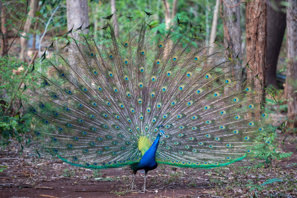 Similar – Foto Bild Schönheit in Blau Pfau