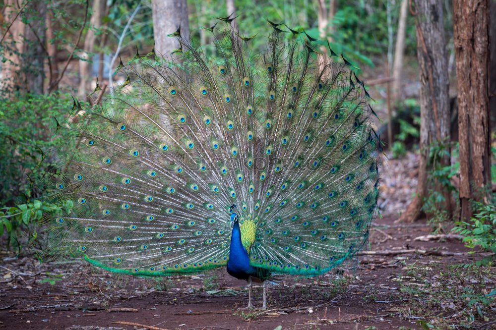 Similar – Foto Bild Schönheit in Blau Pfau