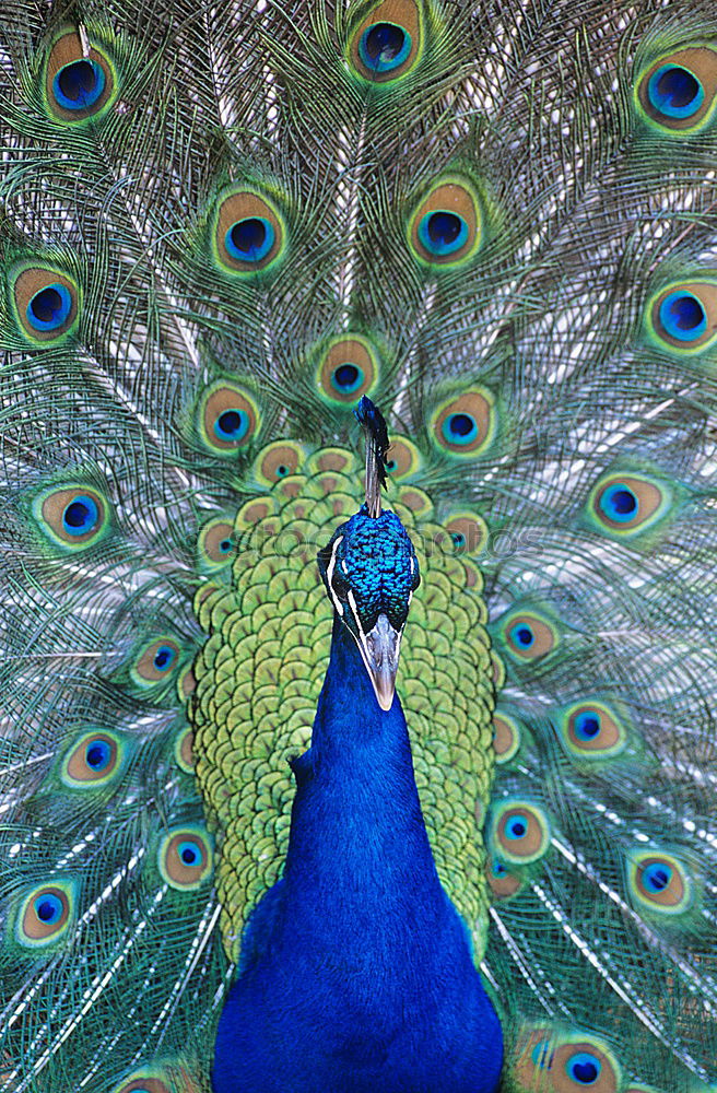 Similar – Peacock 1 Animal Pet