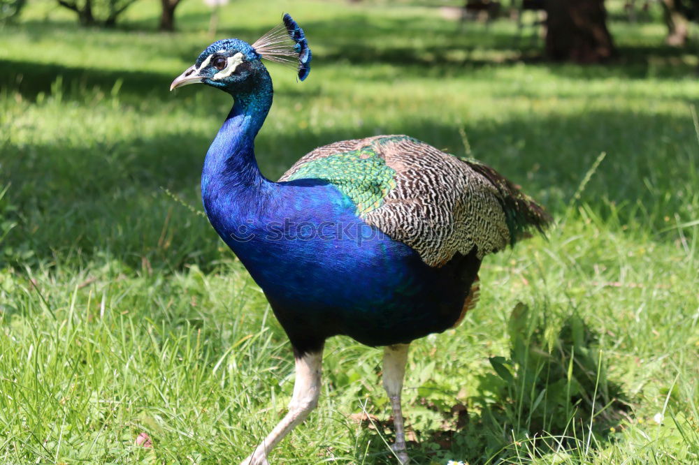 Similar – Image, Stock Photo Peacock male Elegant