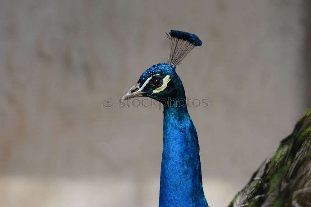 Similar – headdress Peacock