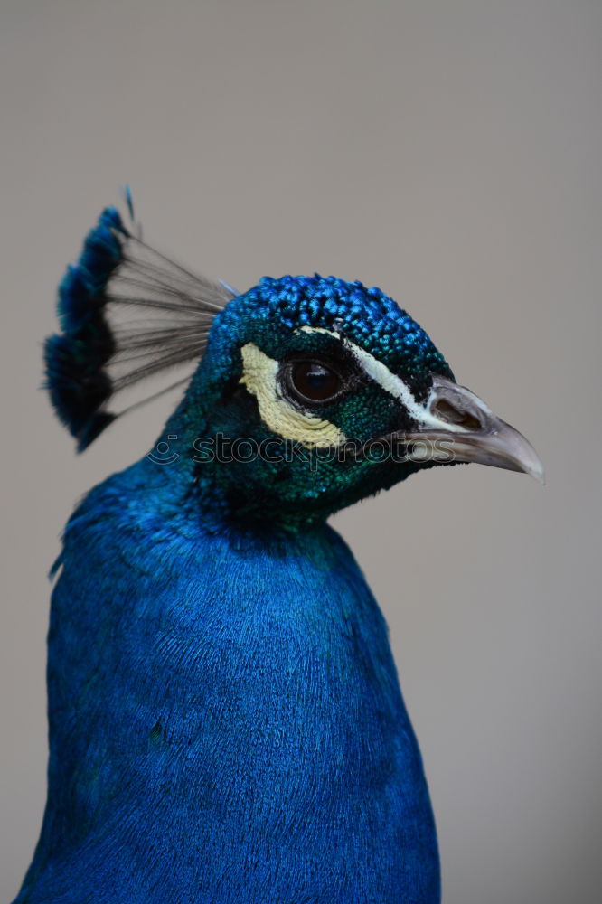 Similar – Image, Stock Photo Such a peacock Animal