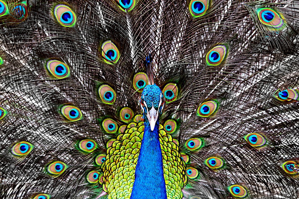 Similar – Image, Stock Photo Peacock in pale blue_01